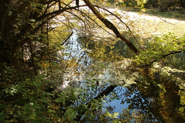 осень река лес