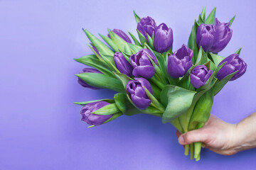 mans hand holding bouquet of fresh flowers tulips on very peri purple background.
