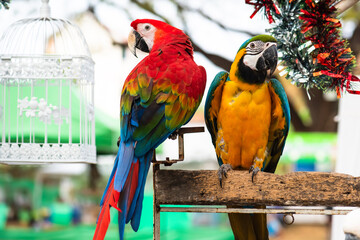 Colorful and cute macaw parrots.