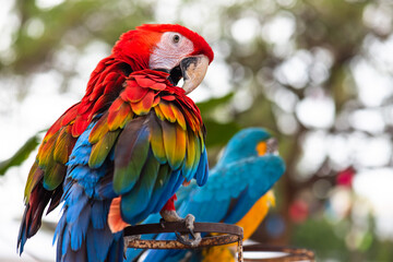 Colorful and cute macaw parrots.