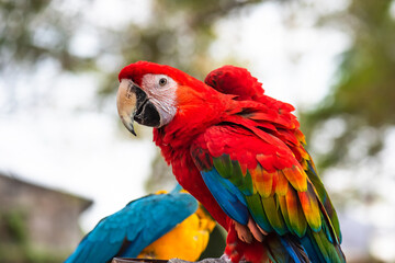 Colorful and cute macaw parrots.