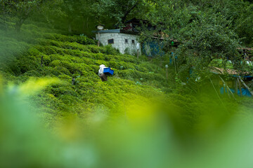 man carrying hives of honey made by bees