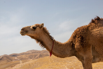 Camel in the desert