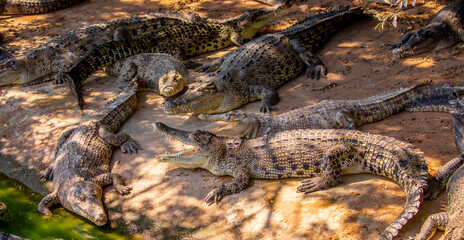 Crocodiles in nature swim in the lake. Many predators lie on the banks of the river, basking in the sun. Crocodile farm.