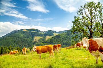 Fototapeta na wymiar Kühe auf der Alm, Allgäu, Deutschland 