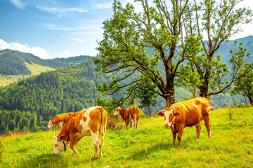 Kühe auf der Alm, Allgäu, Deutschland 