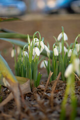 spring snowdrop flowers