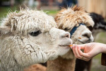 Obraz premium Alpaka