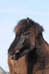 Gähnendes Pony