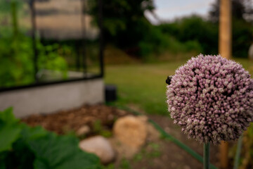 Greenhouse life, Tomato 