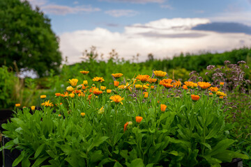 Greenhouse life, Tomato 
