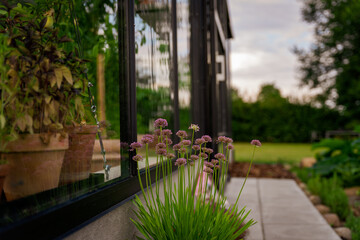 Greenhouse life, Tomato 