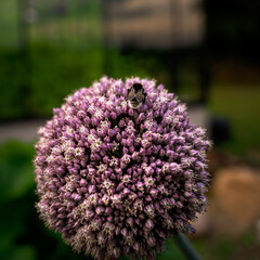 Greenhouse life, Tomato 