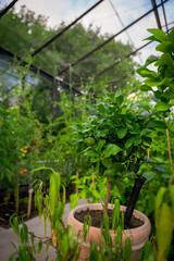 Greenhouse life, Tomato 