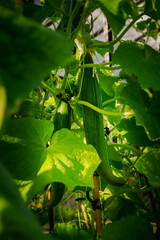 Greenhouse life, Tomato 