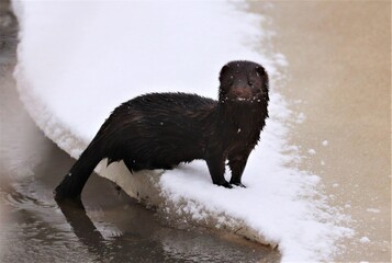 mink on the ice of the lake