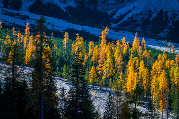 Autumn and golden reflections on Lake Braies. Park of the Dolomites.