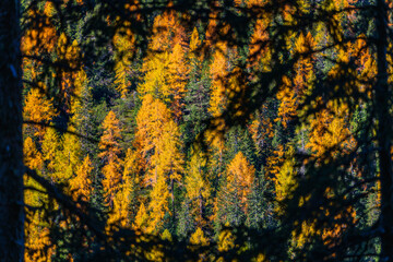 Autumn and golden reflections on Lake Braies. Park of the Dolomites.