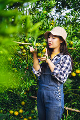 Agriculture harvest plantation concept, asian woman gardener organic orange, Farmer's happiness.
