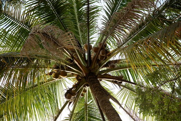 View up or bottom view coconut palm tree