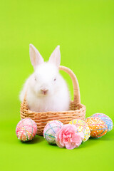 Easter bunny and eggs concept.