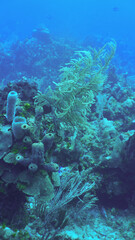 Underwater landscape of coral in Roatan Honduras 