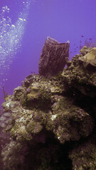 Seascape of coral reef Roatan , Honduras 