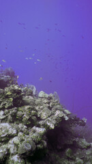 Coral with fish in Roatan 