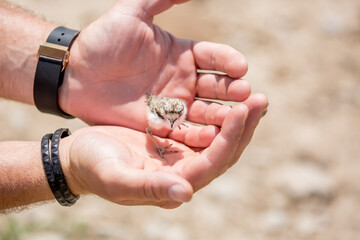 A nestling in the hands of a person, the concept of protecting care and kindness. Partridge chick close up. Defenseless pets.