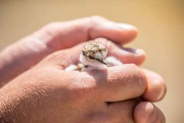 A nestling in the hands of a person, the concept of protecting care and kindness. Partridge chick close up. Defenseless pets.