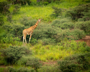 giraffe in the savannah