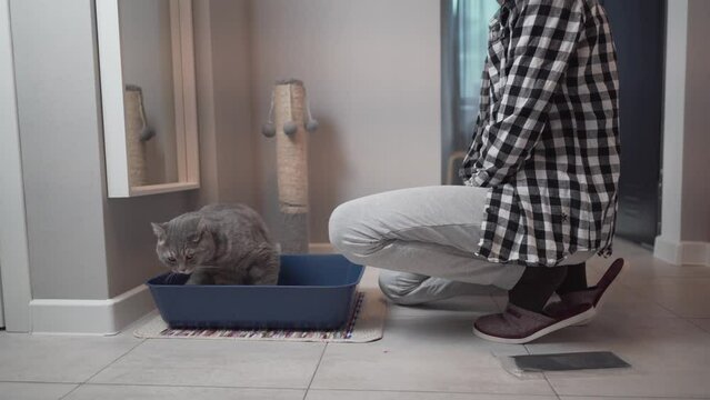 Cat hygiene theme and pet litter box at home. A mature woman is working on a closed toilet with a gray Scottish straight cat. Owner cat installs hooded litter box with hinged door