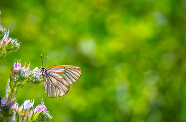 Butterfly on a flower. A flock of butterflies by the water. Colorful spring background with copy space. Spring and ecology concept.