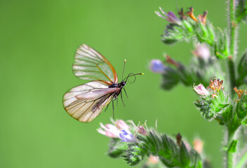Butterfly on a flower. A flock of butterflies by the water. Colorful spring background with copy space. Spring and ecology concept.