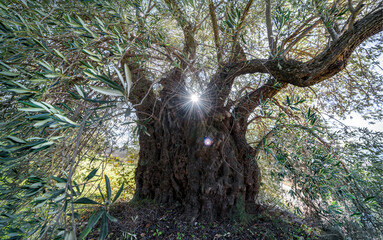 Spooky deformed olive tree with sun shining through twisted branches and lens flare