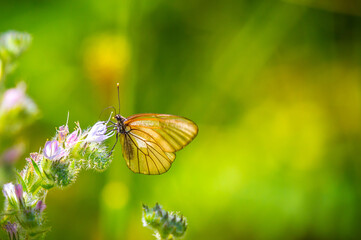 Butterfly on a flower. A flock of butterflies by the water. Colorful spring background with copy space. Spring and ecology concept.