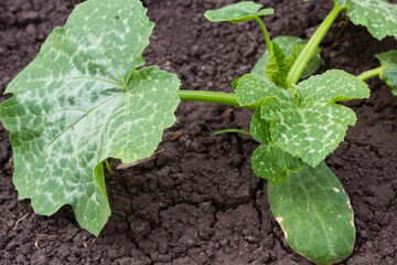 Zucchini. Seedling. Leaves covered with white bloom. Close-up. High quality photo. Diseases of vegetables. copy space. 