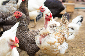 Bare-necked chicken at home in the chicken coop. Turken. Close-up. High quality photo. copy space 