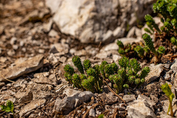 Rhodiola rosea flower in mountains