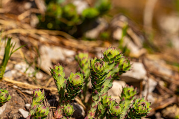 Rhodiola rosea flower growing in mountains, macro
