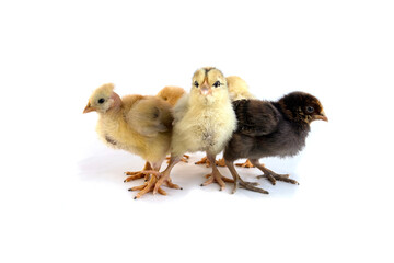Beautiful cute little chicken isolated on white