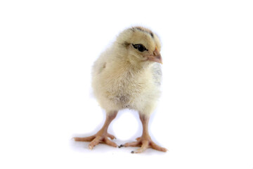 Obraz premium Beautiful cute little chicken isolated on white