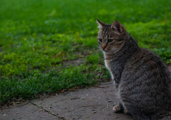 shot young gray cat sitting in a garden outdoor