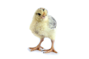 Beautiful cute little chicken isolated on white