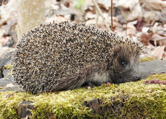 hedgehog in the woods