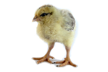 Beautiful cute little chicken isolated on white