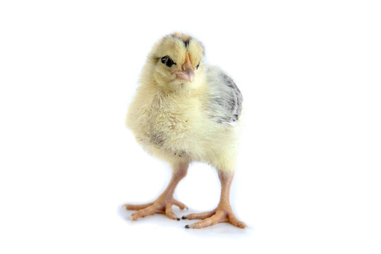 Beautiful cute little chicken isolated on white