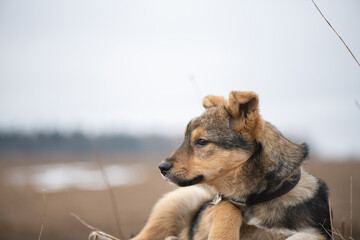 Homeless dog from an animal shelter outdoors.