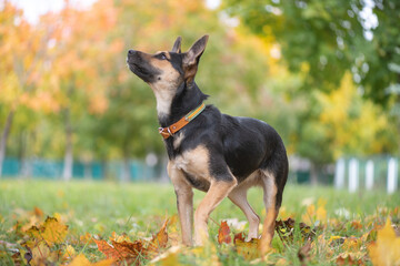 Homeless dog from an animal shelter outdoors.