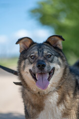 Homeless dog from an animal shelter outdoors.